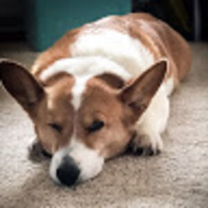 Meet your Posher, Lindsay